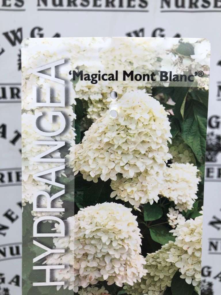 Hydrangea Paniculata Magical Mont Blanc Newgate Nurseries