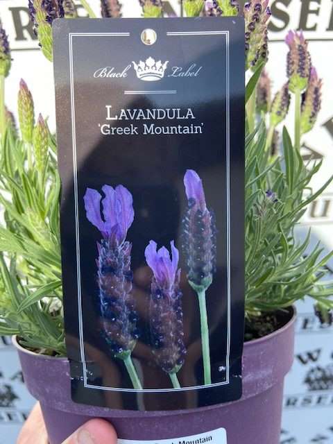 Lavender (Greek)