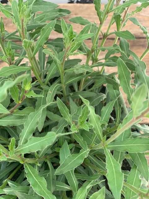 Gaura Lindheimeri 'Geyser White' - Newgate Nurseries