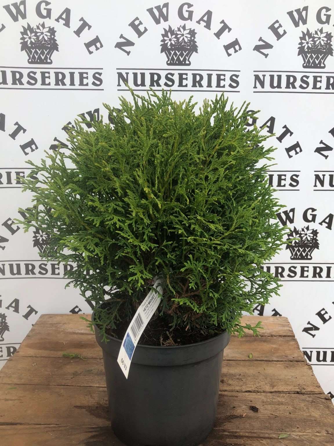 Thuja Occidentalis Hetz Midget Newgate Nurseries