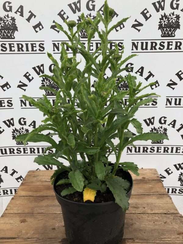 Leucanthemum ‘Real Glory’ (Shasta Daisy) - Newgate Nurseries