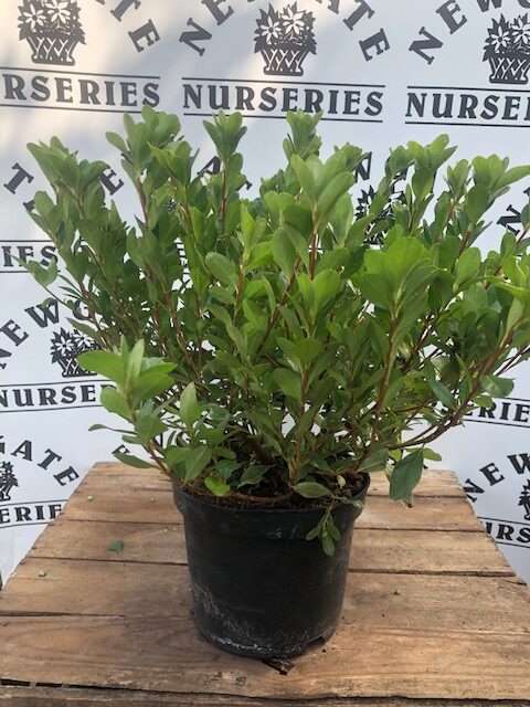 Azalea Japonica 'Toreador', 2 Litre Pot - Newgate Nurseries