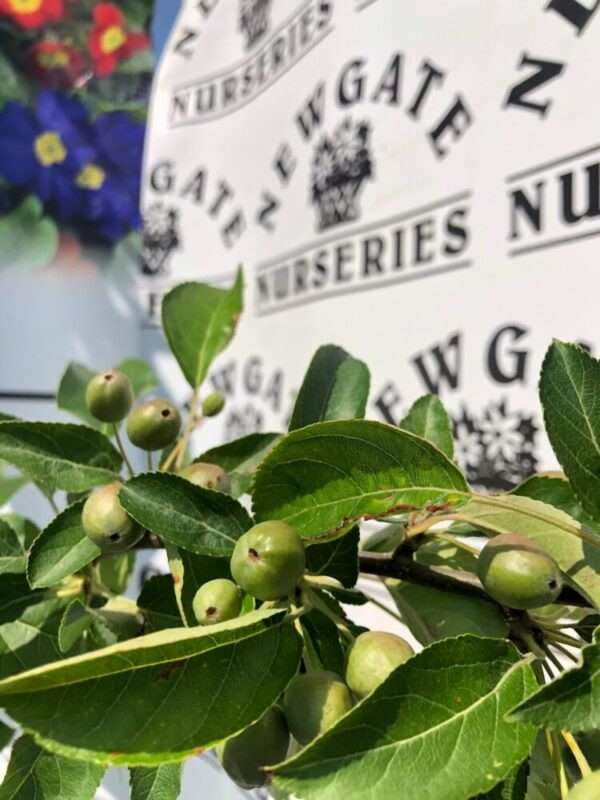 Malus ‘Golden Hornet’ (Flowering Crabapple) - Newgate Nurseries