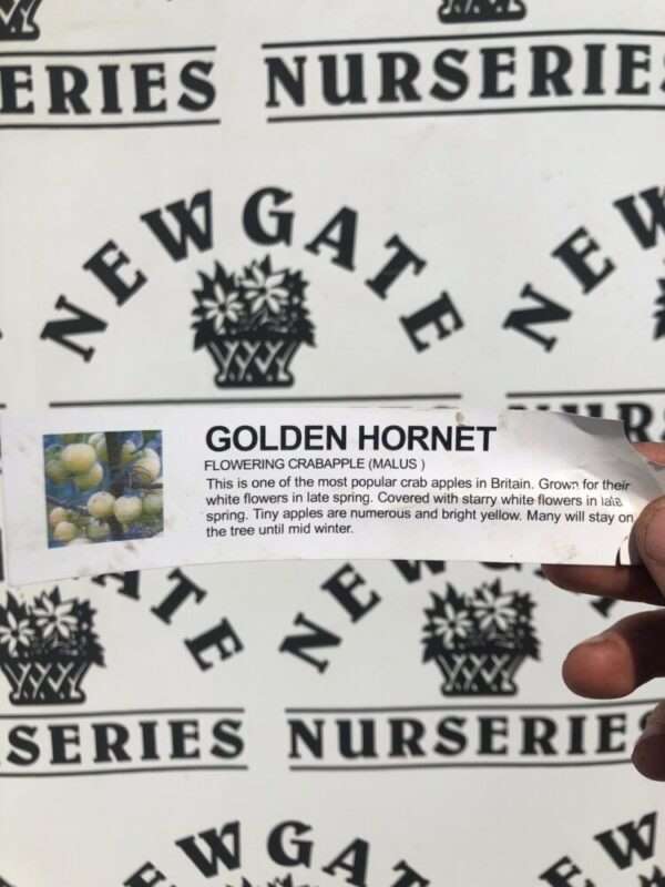 Malus ‘Golden Hornet’ (Flowering Crabapple) - Newgate Nurseries