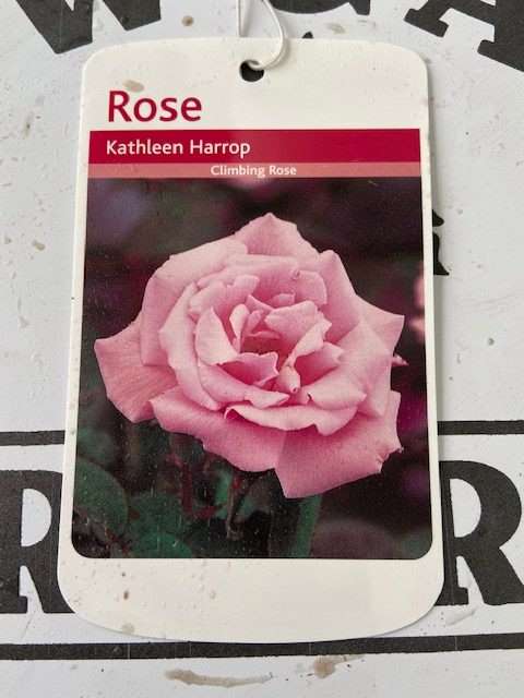 Kathleen Harrop Climbing Rose, Bare Root - Newgate Nurseries