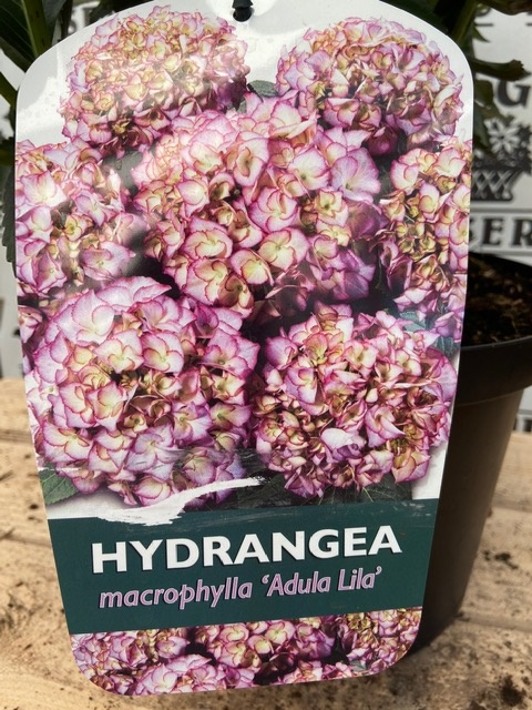 Hydrangea Macrophylla 'Adula Lila', 5 litre pot - Newgate Nurseries