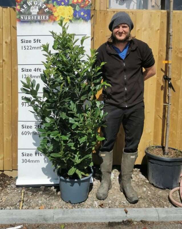 Prunus Laurocerasus 'Genolia' 20 Litre Pot, 130-150cm Planted Height ...