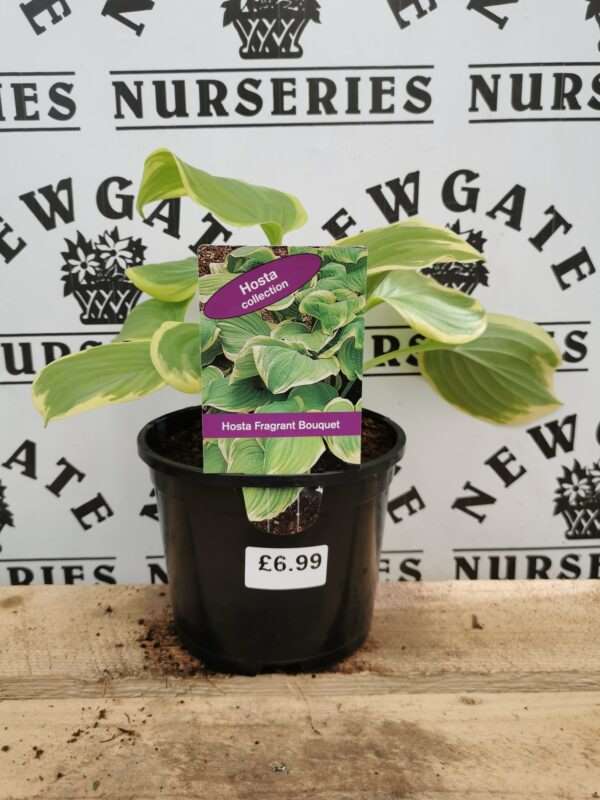 Hosta 'Fragrant Bouquet', 2 Litre Pot - Newgate Nurseries