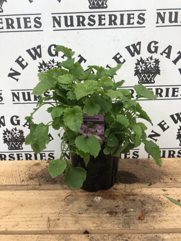 Campanula Portenschlagiana 'Clockwise Blue', 1 Litre Pot - Newgate ...