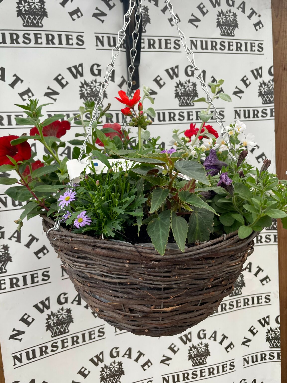 Hanging Baskets Archives Newgate Nurseries 9349