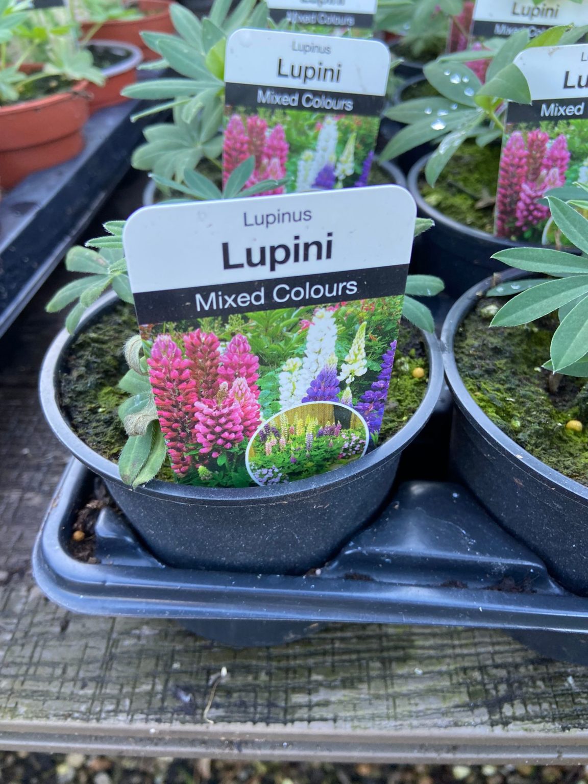 Lupin Lupinus Mixed Colours 105cm Pot Newgate Nurseries