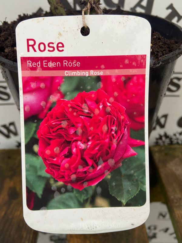 Red deals eden rose