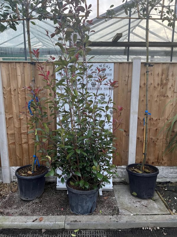 Photinia 'Red Robin' 175-200cm - Newgate Nurseries