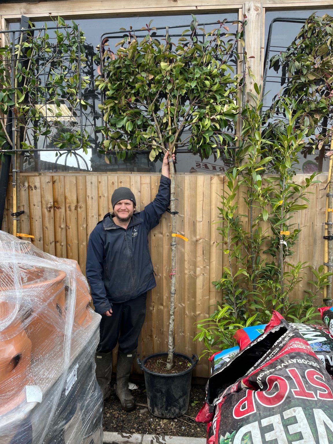 Pleached Photinia 'Red Robin' on Metal Frame, 1.8 Metre Stem - Newgate ...