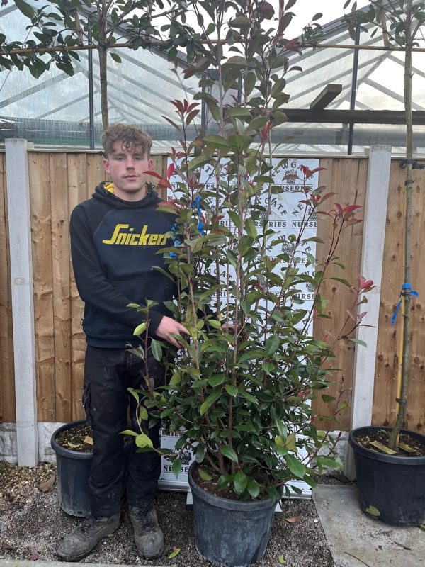 Photinia 'Red Robin' 175-200cm - Newgate Nurseries