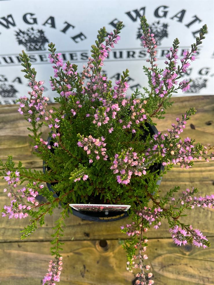 Calluna (Painted Heather) Blue, 10.5cm Pot - Newgate Nurseries