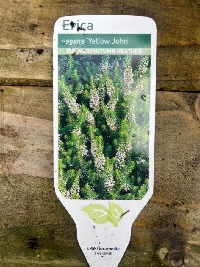 Erica Heather 'Yellow John', 15cm Tall, 10cm Pot - Newgate Nurseries