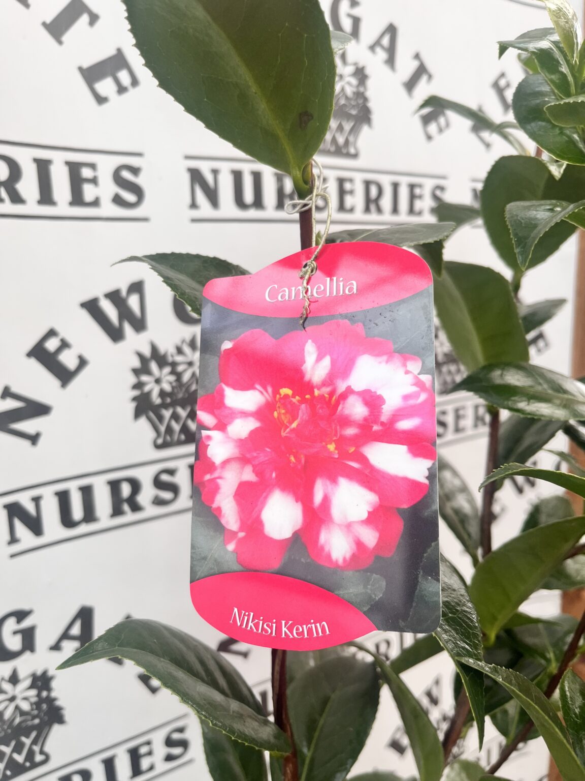 Camellia Nikisi Kerin C3 - Newgate Nurseries