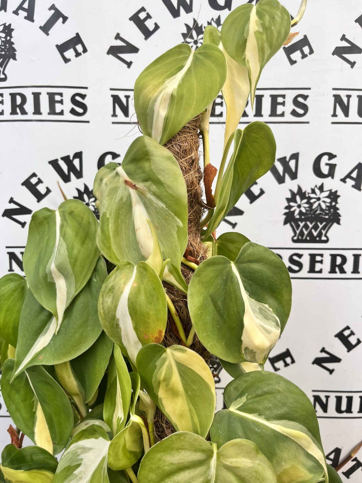 Philodendron Scandens Brazil Newgate Nurseries