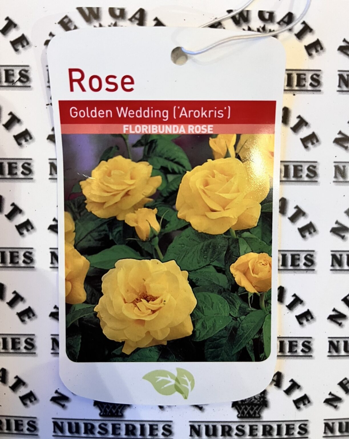 Floribunda Golden Wedding Bare Root Rose - Newgate Nurseries