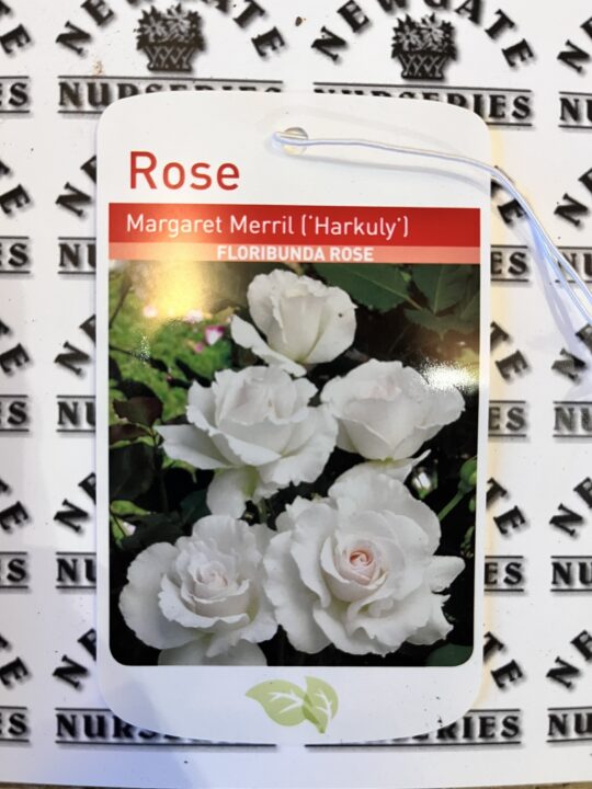 Floribunda Margret Merril Bare Root Rose - Newgate Nurseries