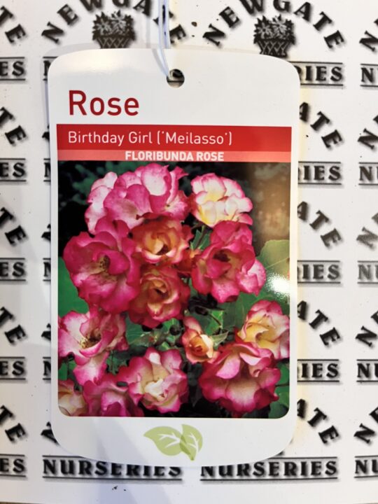 Floribunda Birthday Girl Bare Root Rose - Newgate Nurseries