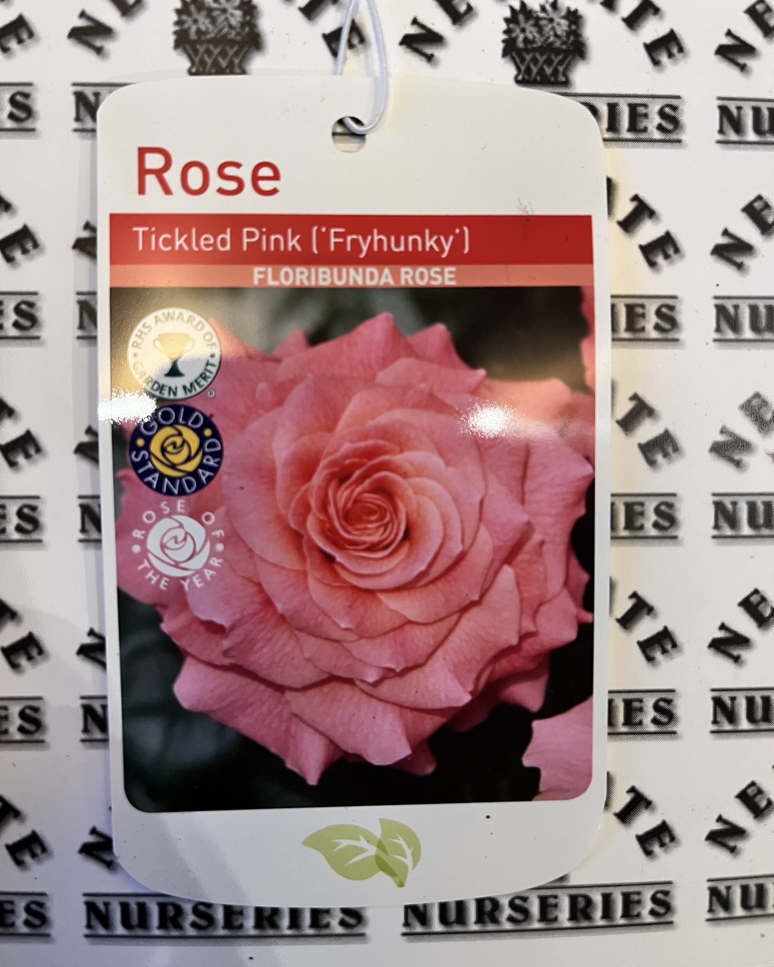 Floribunda Tickled Pink Bare Root Rose - Newgate Nurseries