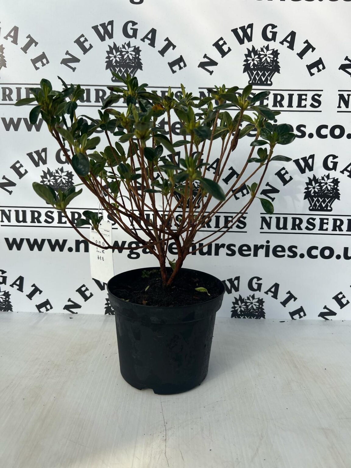 Azalea Japonica Schneewittchen C3 - Newgate Nurseries