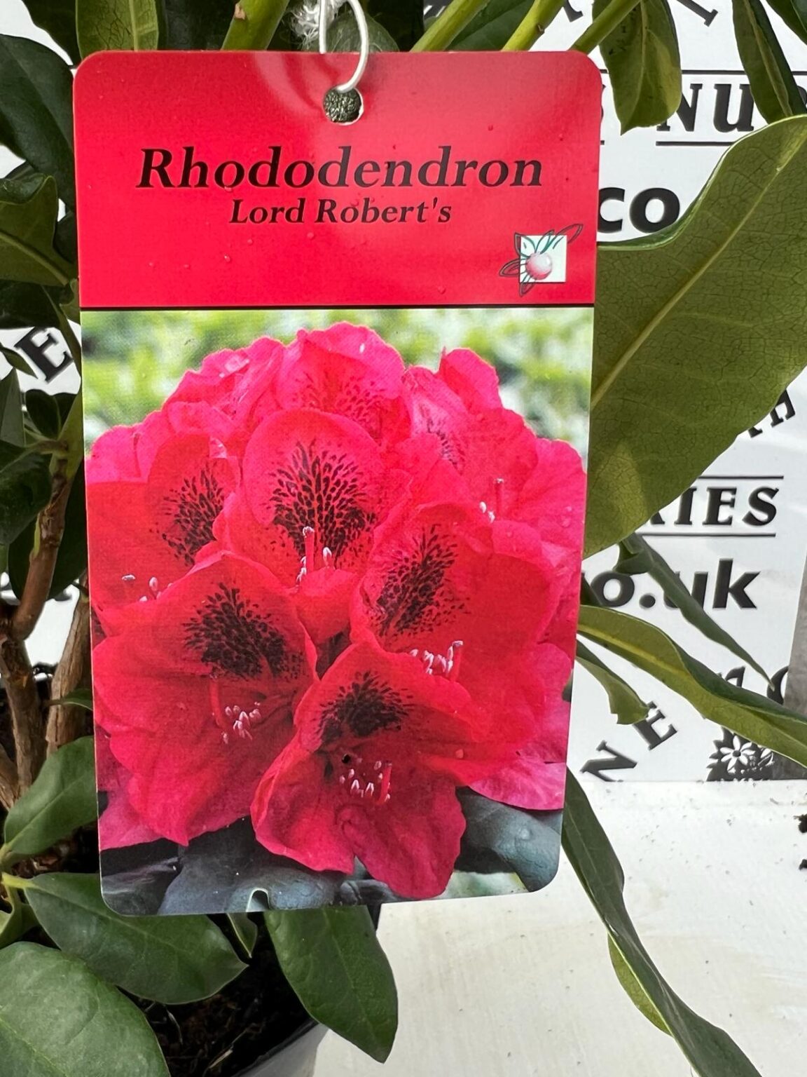 Rhododendron Lord Robert's - Newgate Nurseries