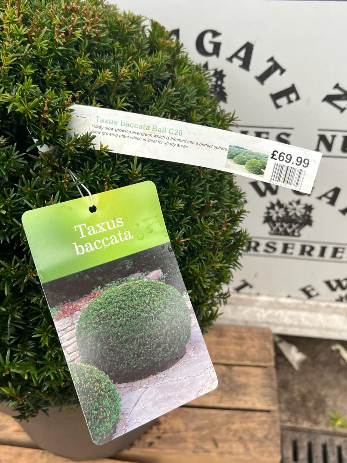 Taxus Baccata Ball 40cm - Newgate Nurseries