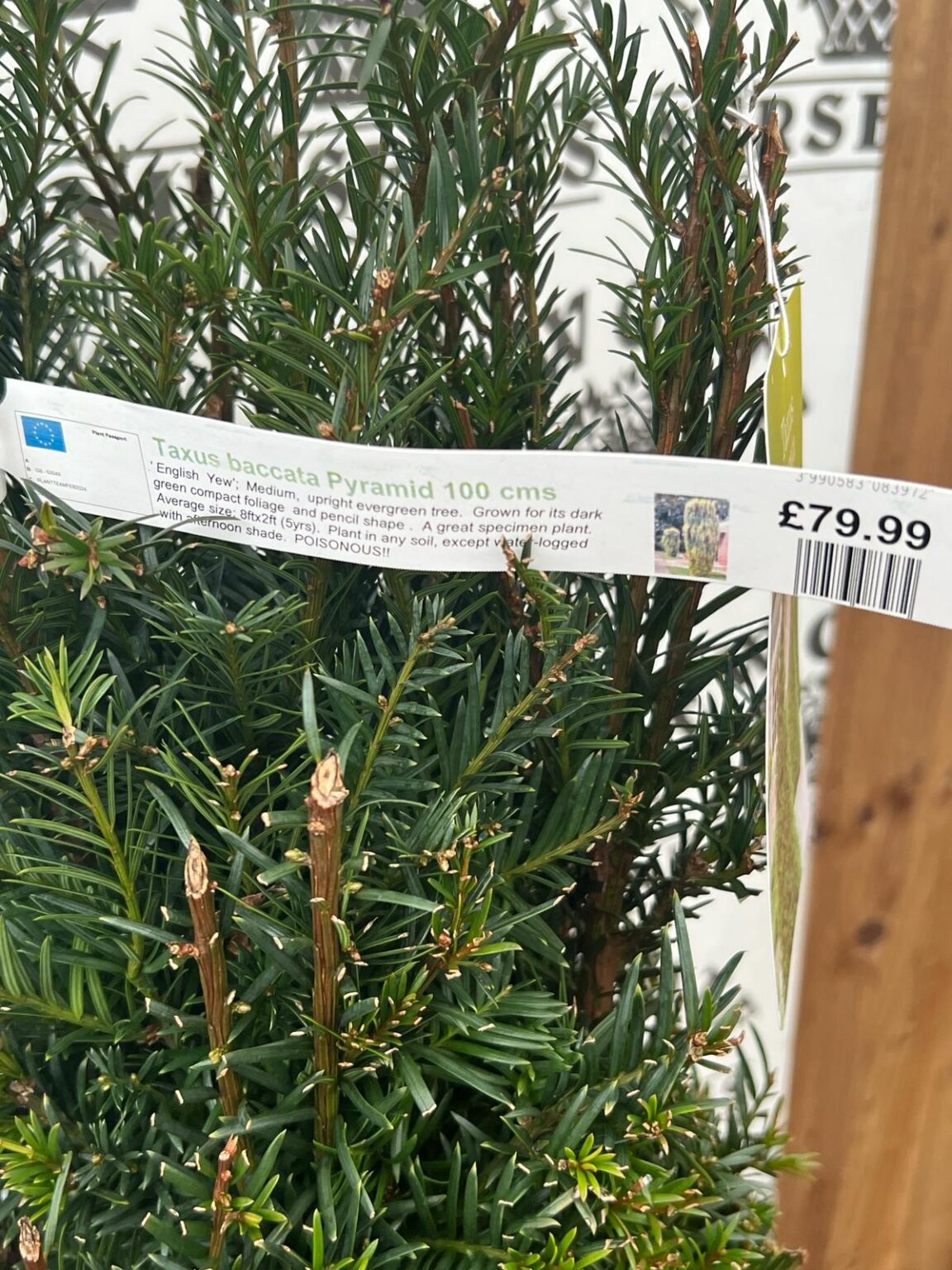 Taxus Baccata Pyramid 100cm - Newgate Nurseries