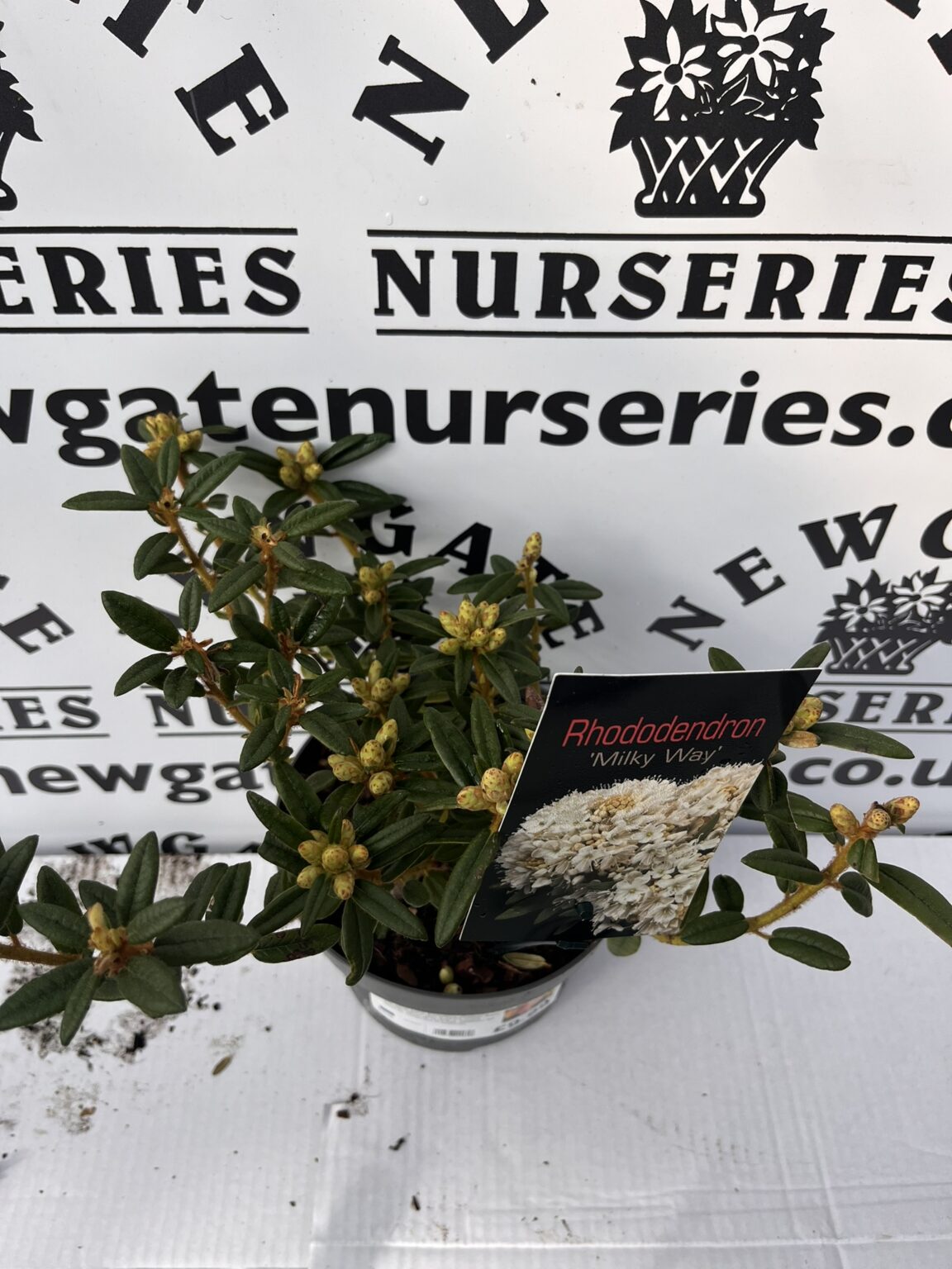 Rhododendron Milky Way - Newgate Nurseries